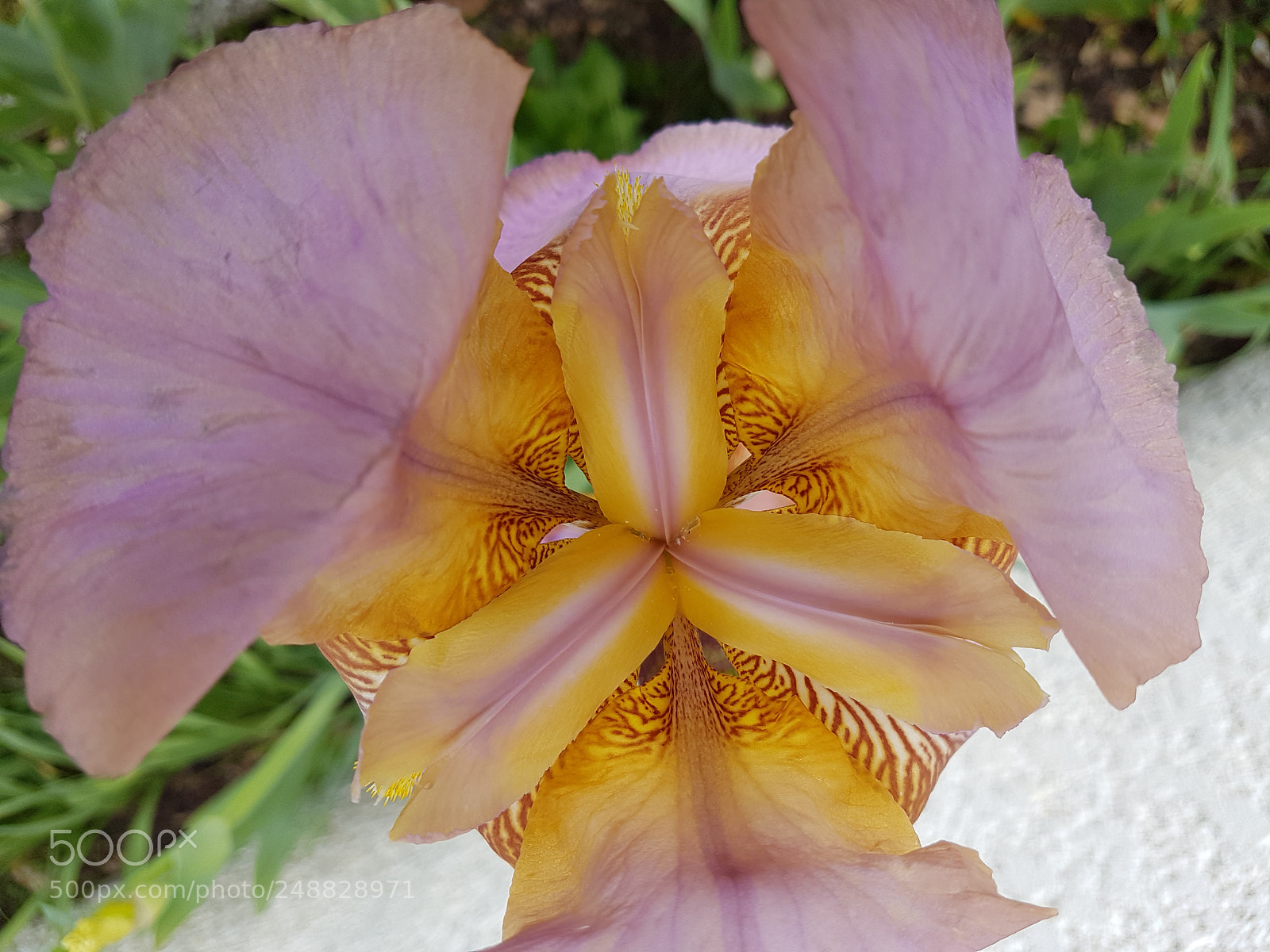 Samsung Galaxy S7 Edge sample photo. Untitled photography