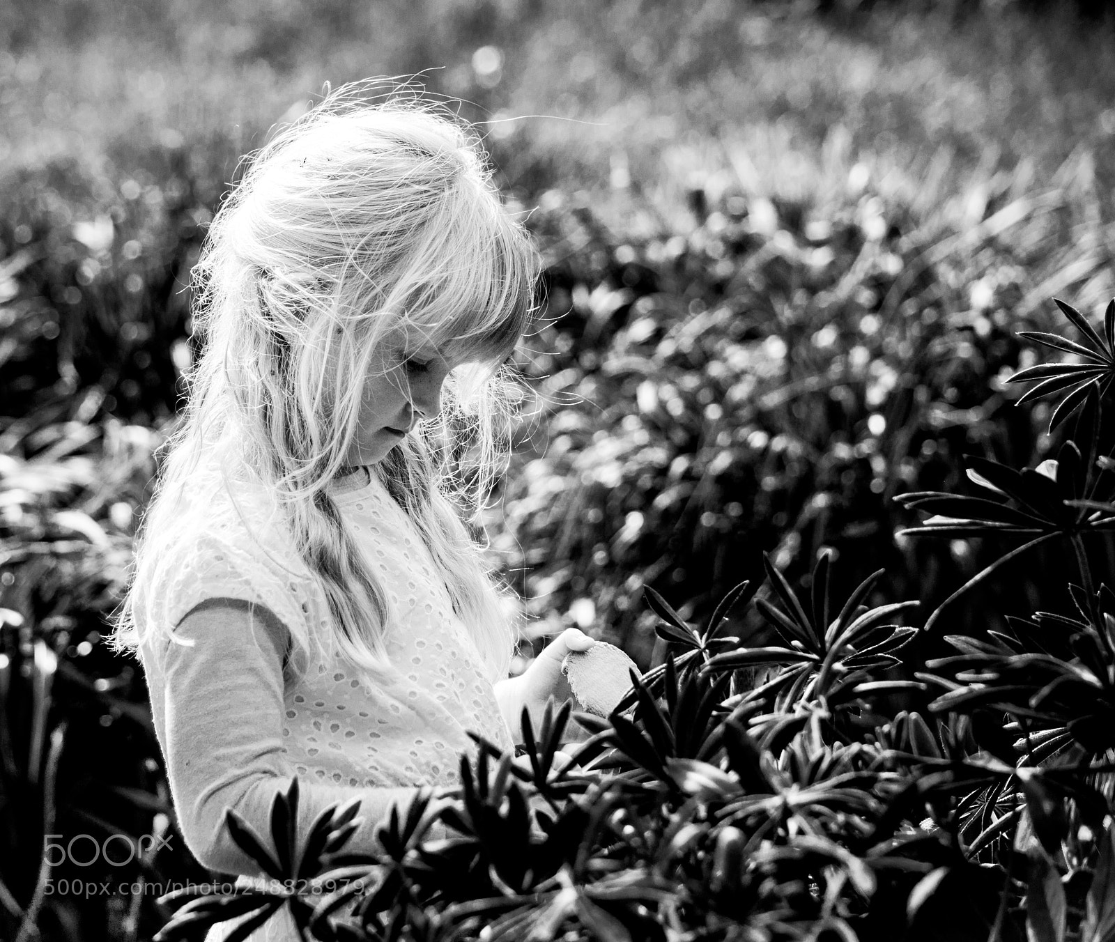 Nikon D3100 sample photo. Rose photography