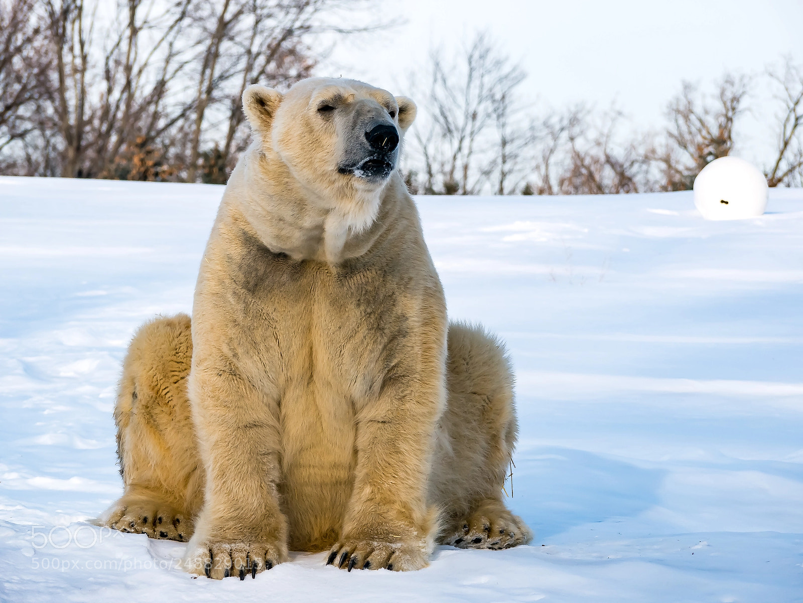 Panasonic Lumix DMC-G85 (Lumix DMC-G80) sample photo. Polar bear's a ham photography