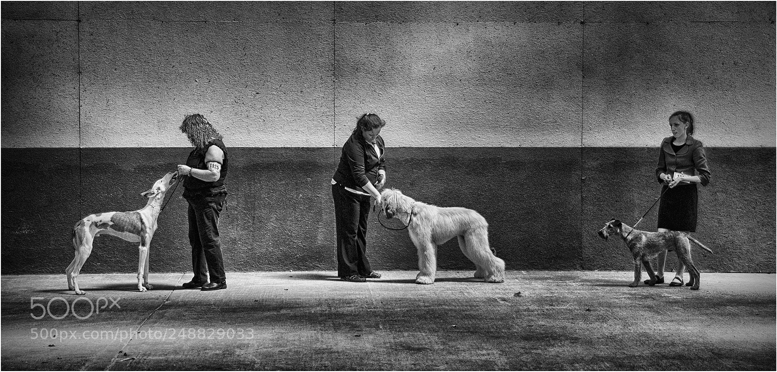 Sony Alpha DSLR-A700 sample photo. The dog show photography