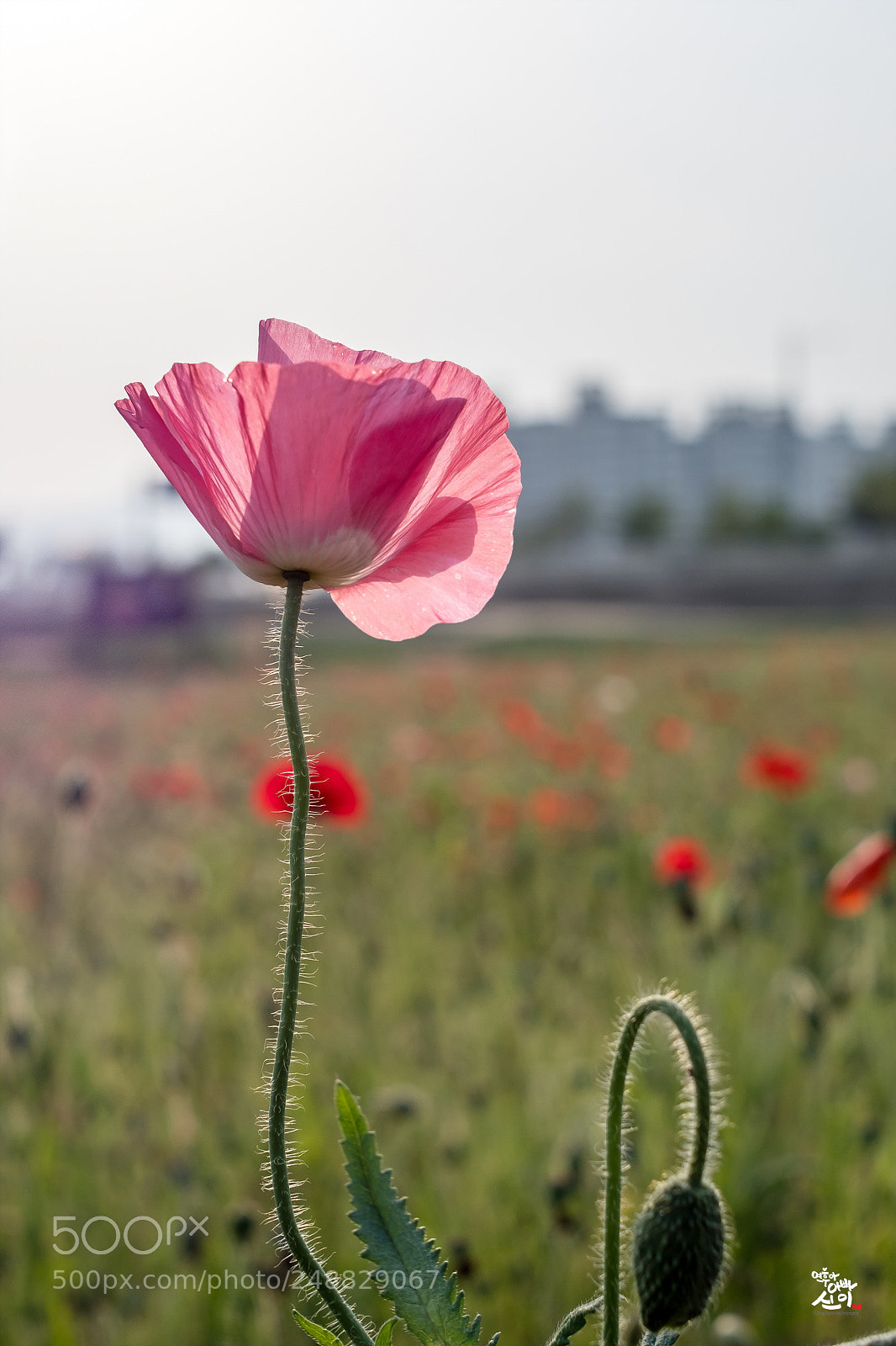 Fujifilm X-T2 sample photo. Poppy flower photography