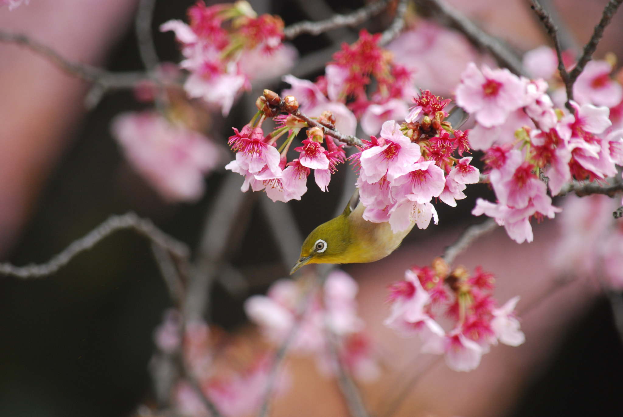 Nikon D40X sample photo. Spring is coming with small bird. photography