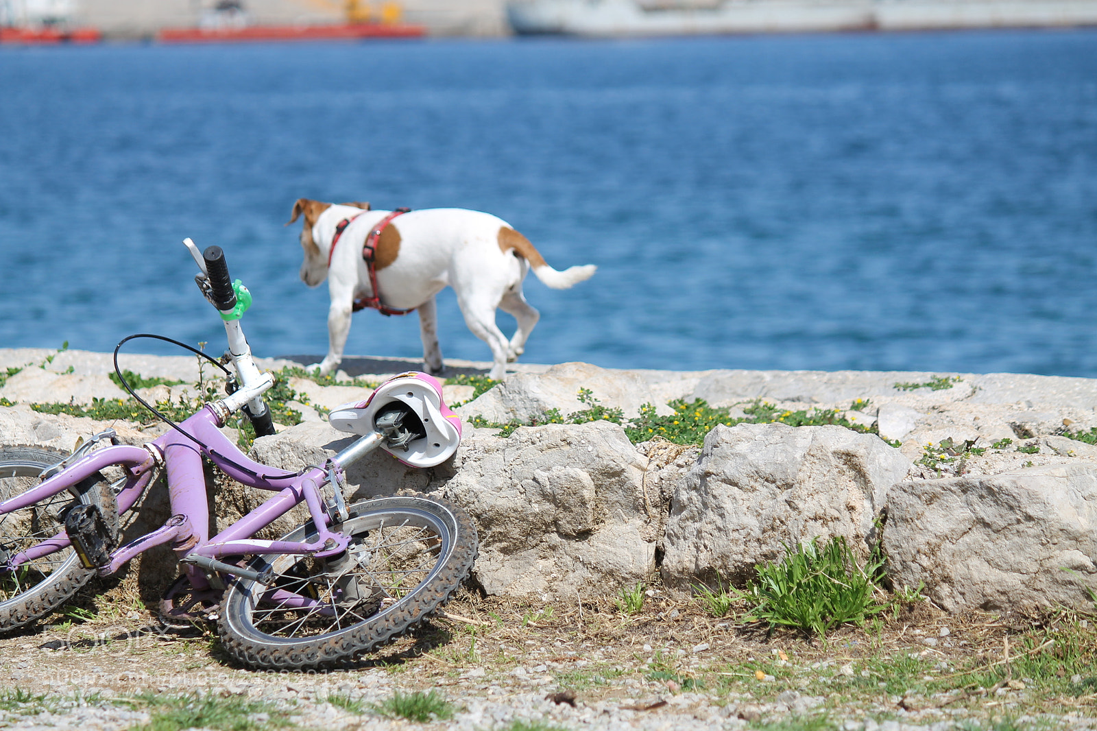 Canon EF-S 55-250mm F4-5.6 IS II sample photo. Img photography