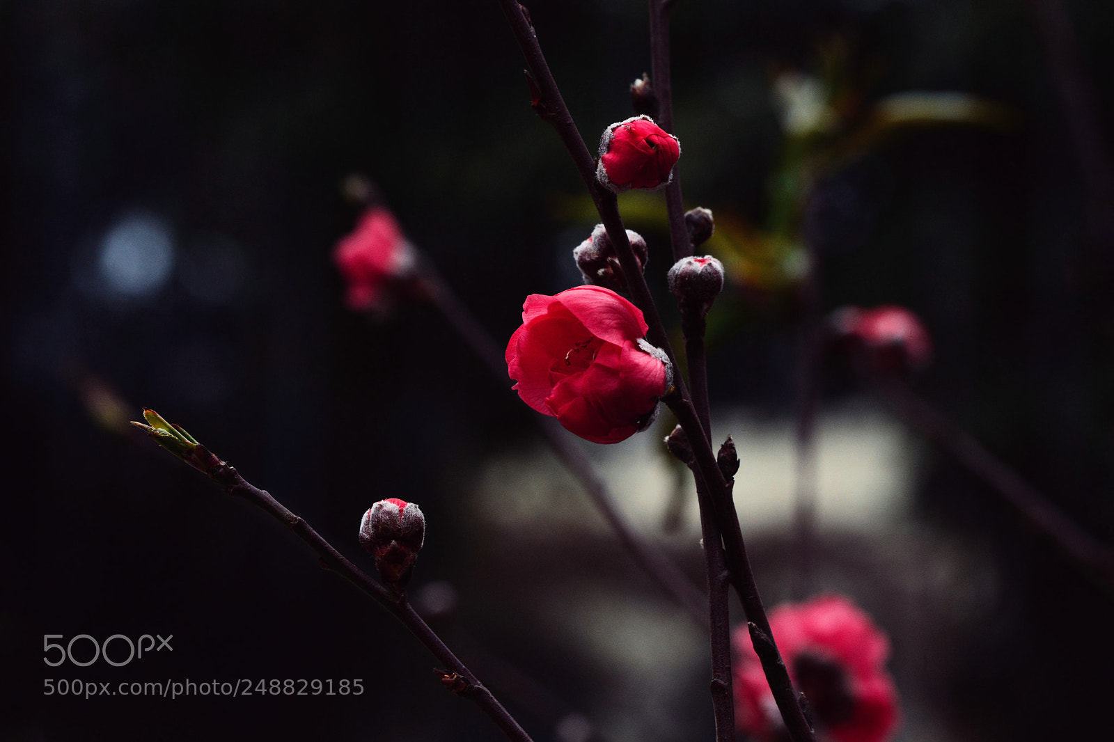 Nikon D7100 sample photo. Untitled photography