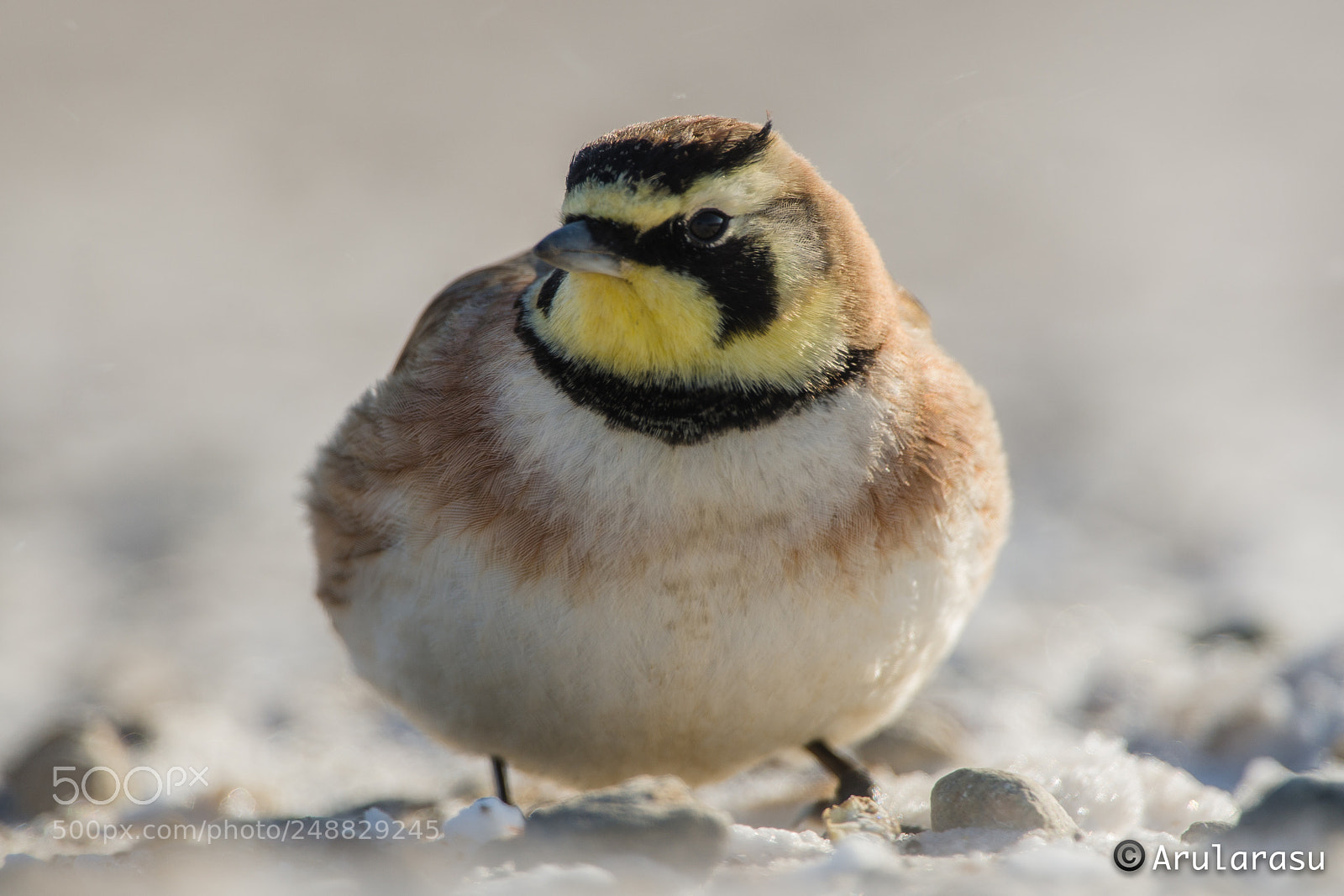 Nikon D7000 sample photo. Horned lark..! photography