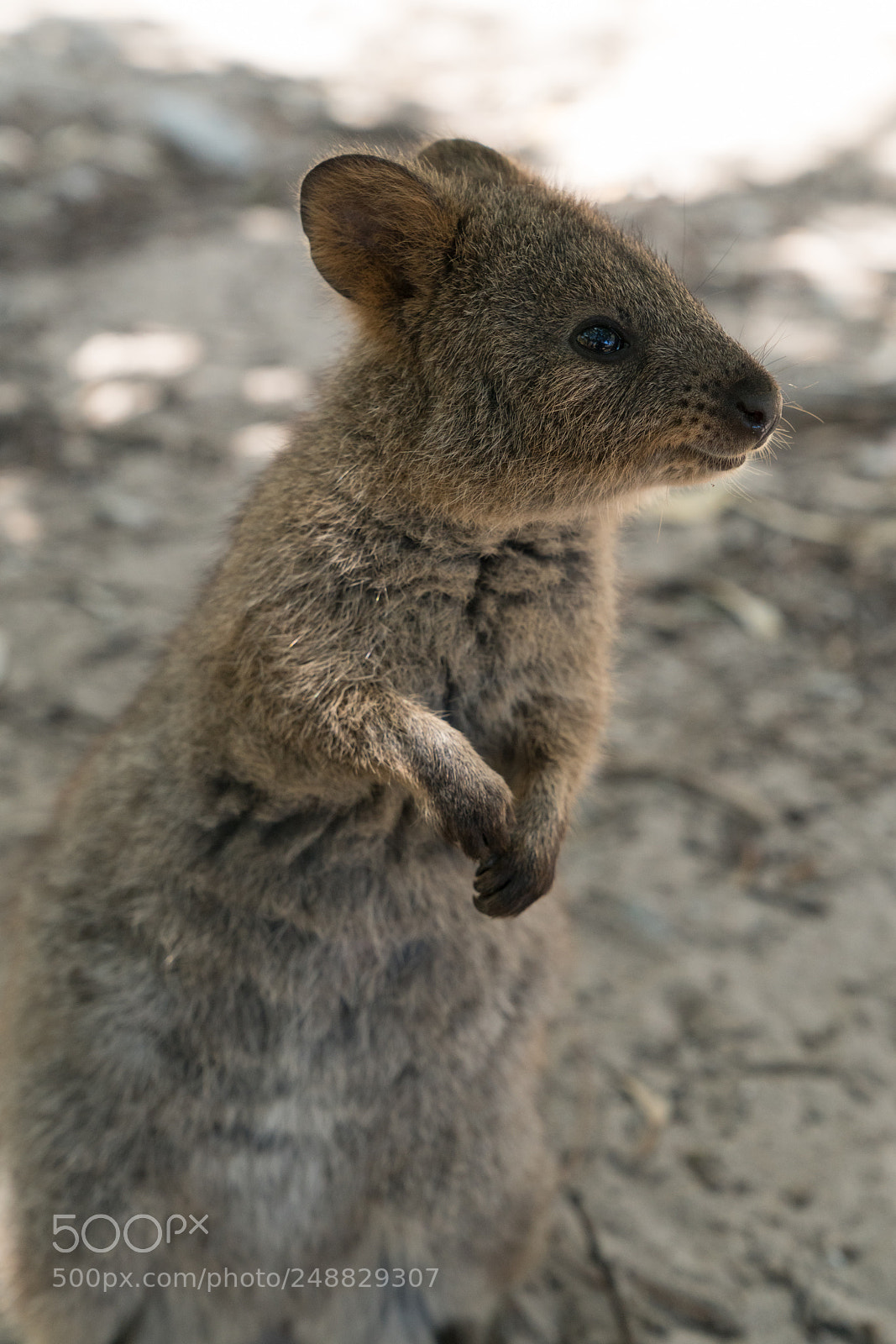 Sony a7R II sample photo. Wildlife of australia photography
