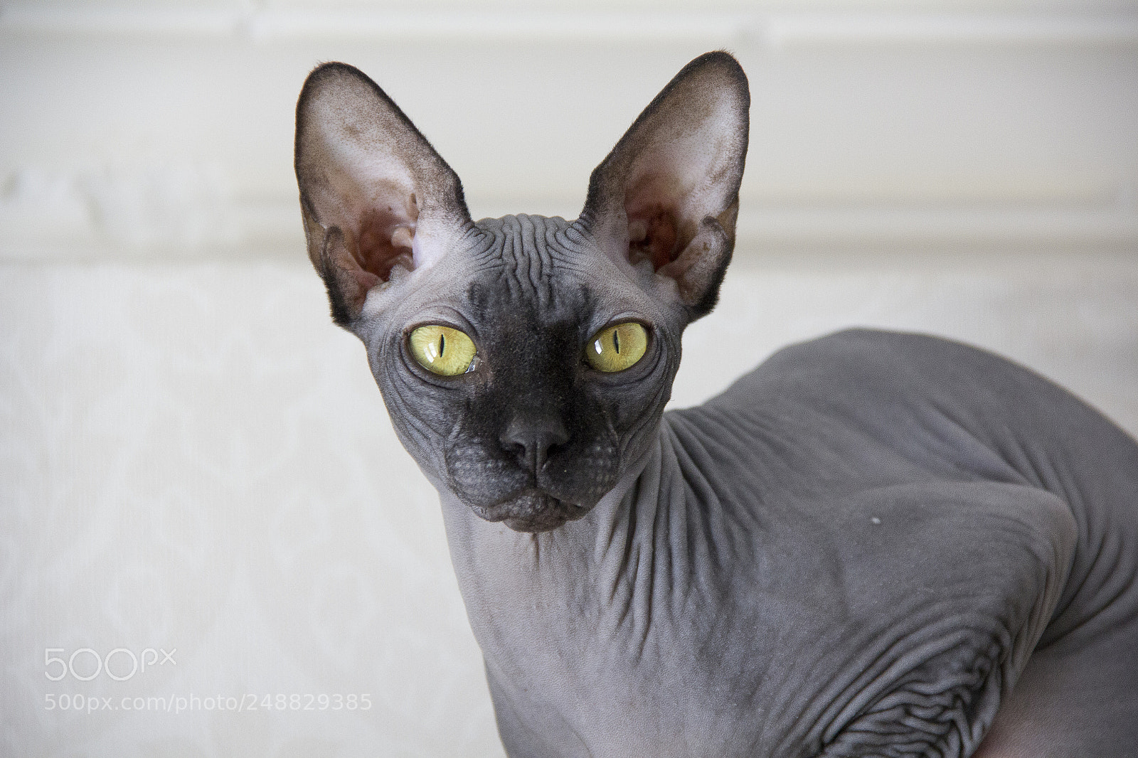 Canon EOS 60D sample photo. Img photography