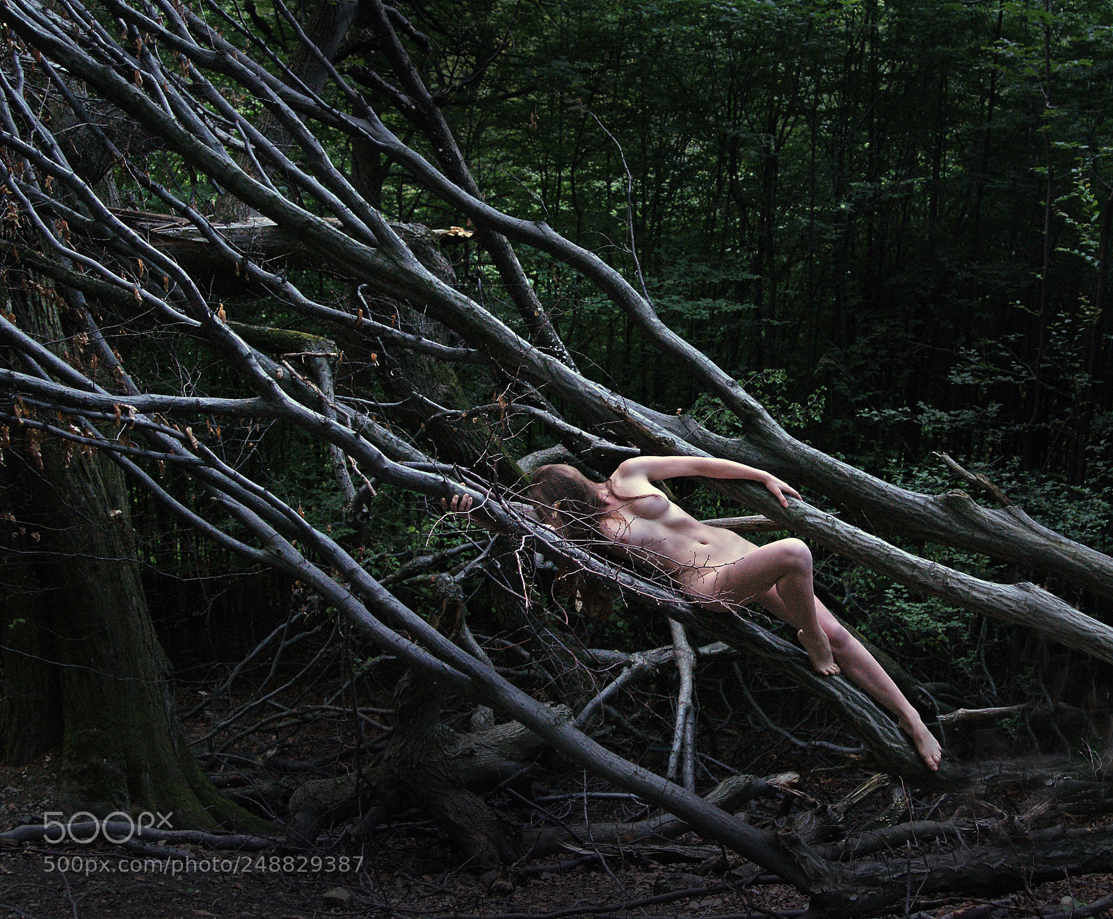 Sony Alpha DSLR-A850 sample photo. Body in trees photography