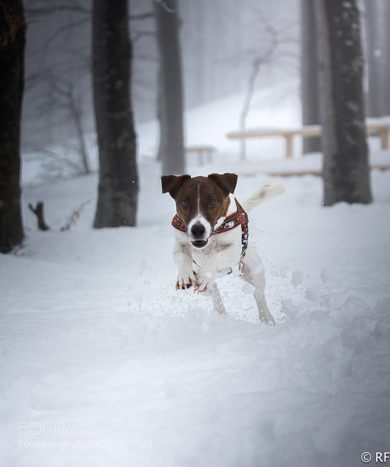 Canon EOS-1D X sample photo. It's snow time!! photography