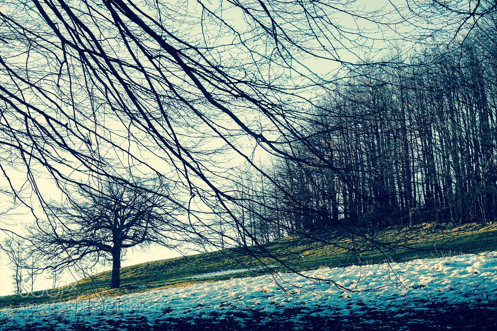 Olympus OM-D E-M1 sample photo. Naked forest photography