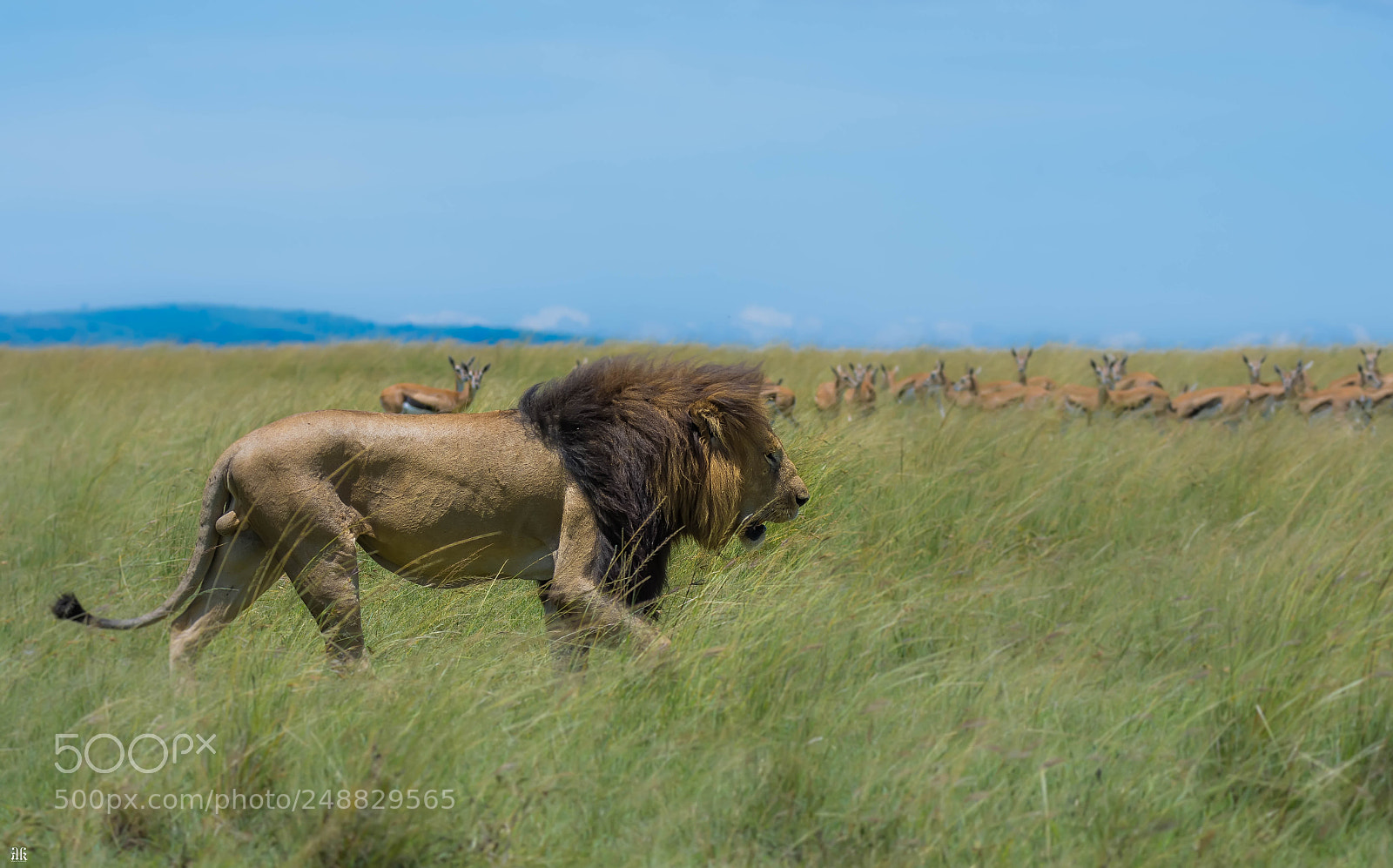 Nikon D7200 sample photo. 'king's visit'  masai mara photography