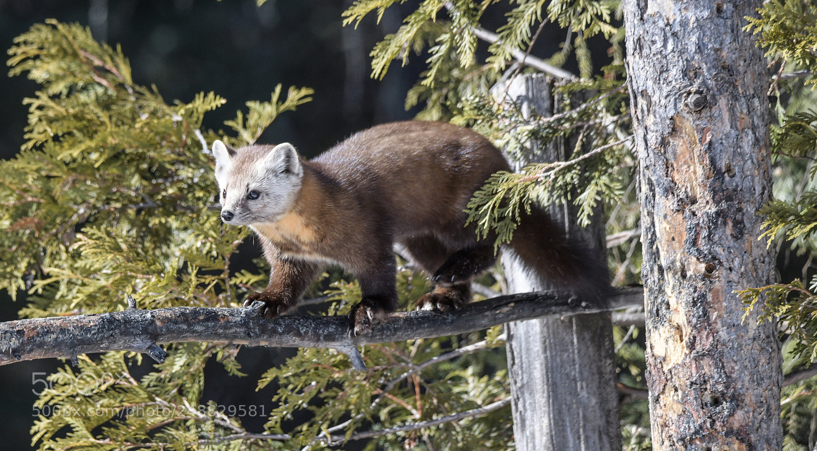 Nikon D850 sample photo. Pine marten photography