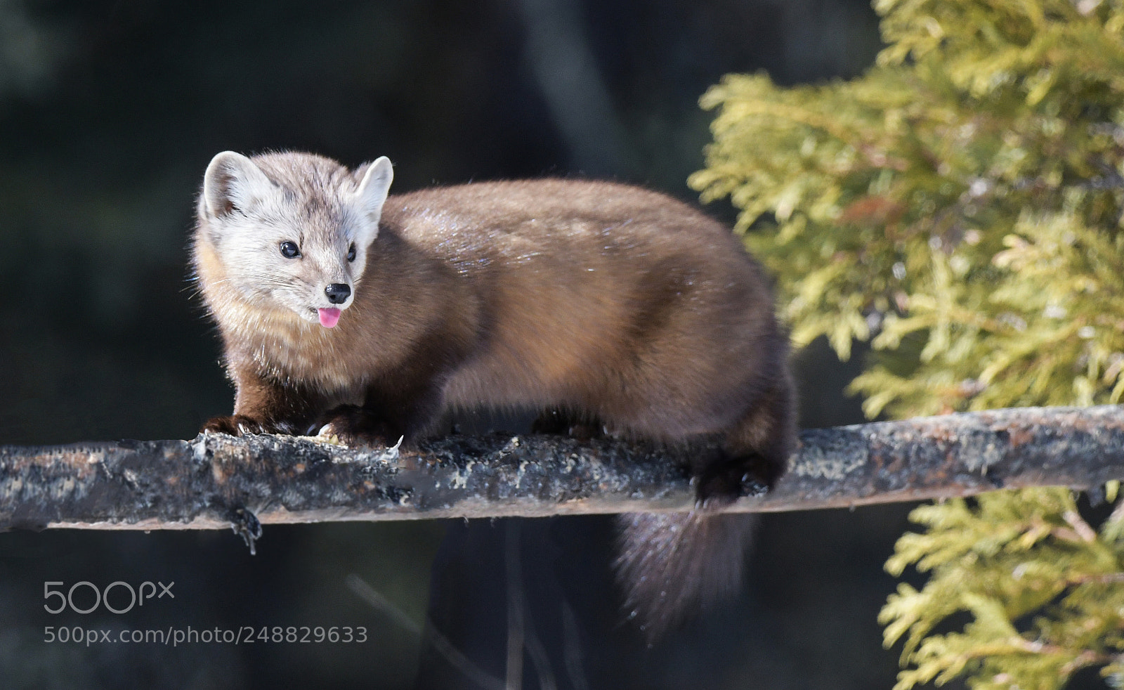 Nikon D850 sample photo. Pine marten, pink tongue photography