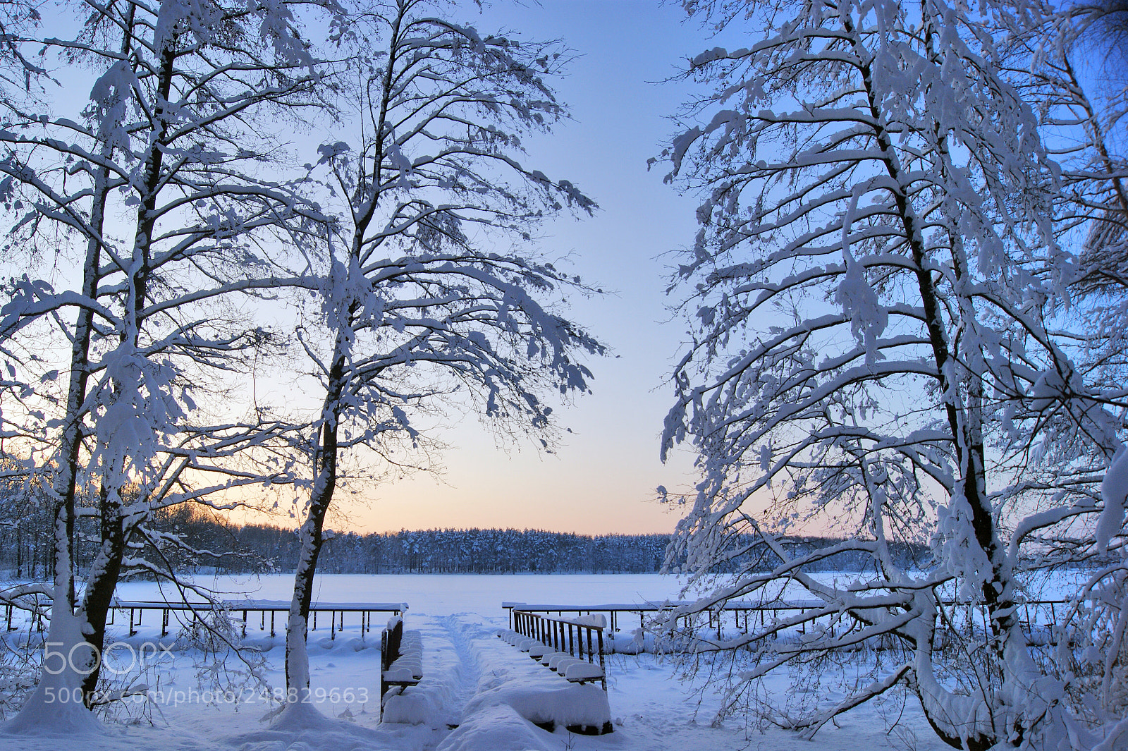 Sony Alpha DSLR-A290 sample photo. Freezing day photography