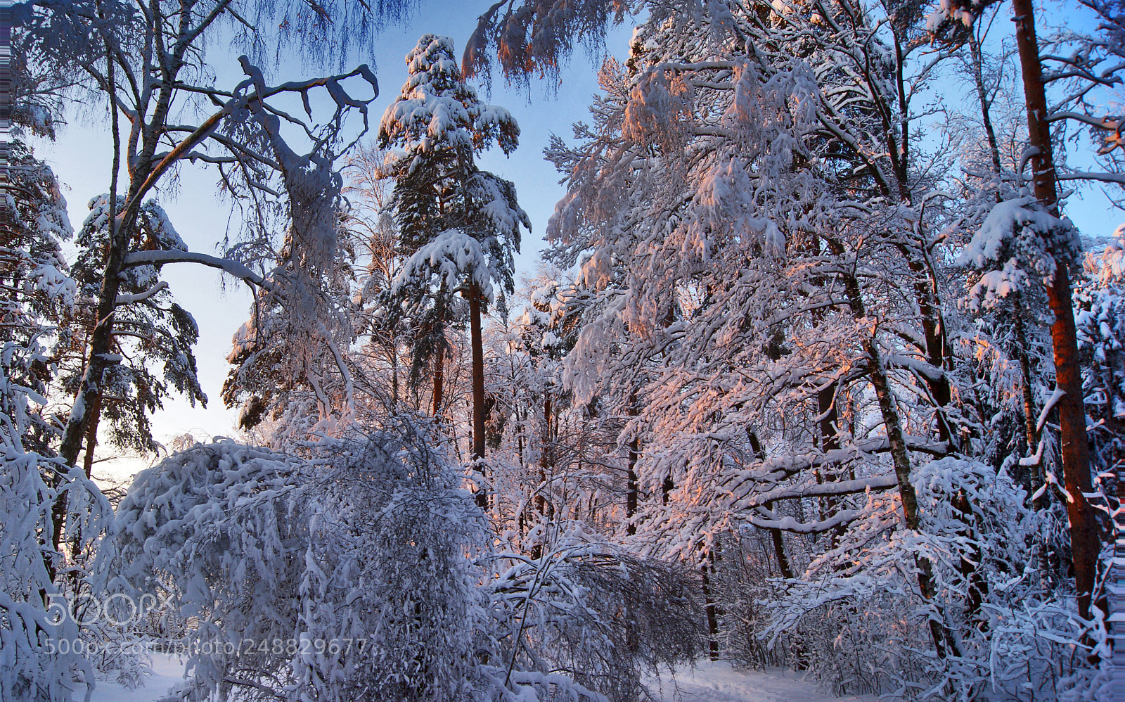 Sony Alpha DSLR-A290 sample photo. Freezing day photography