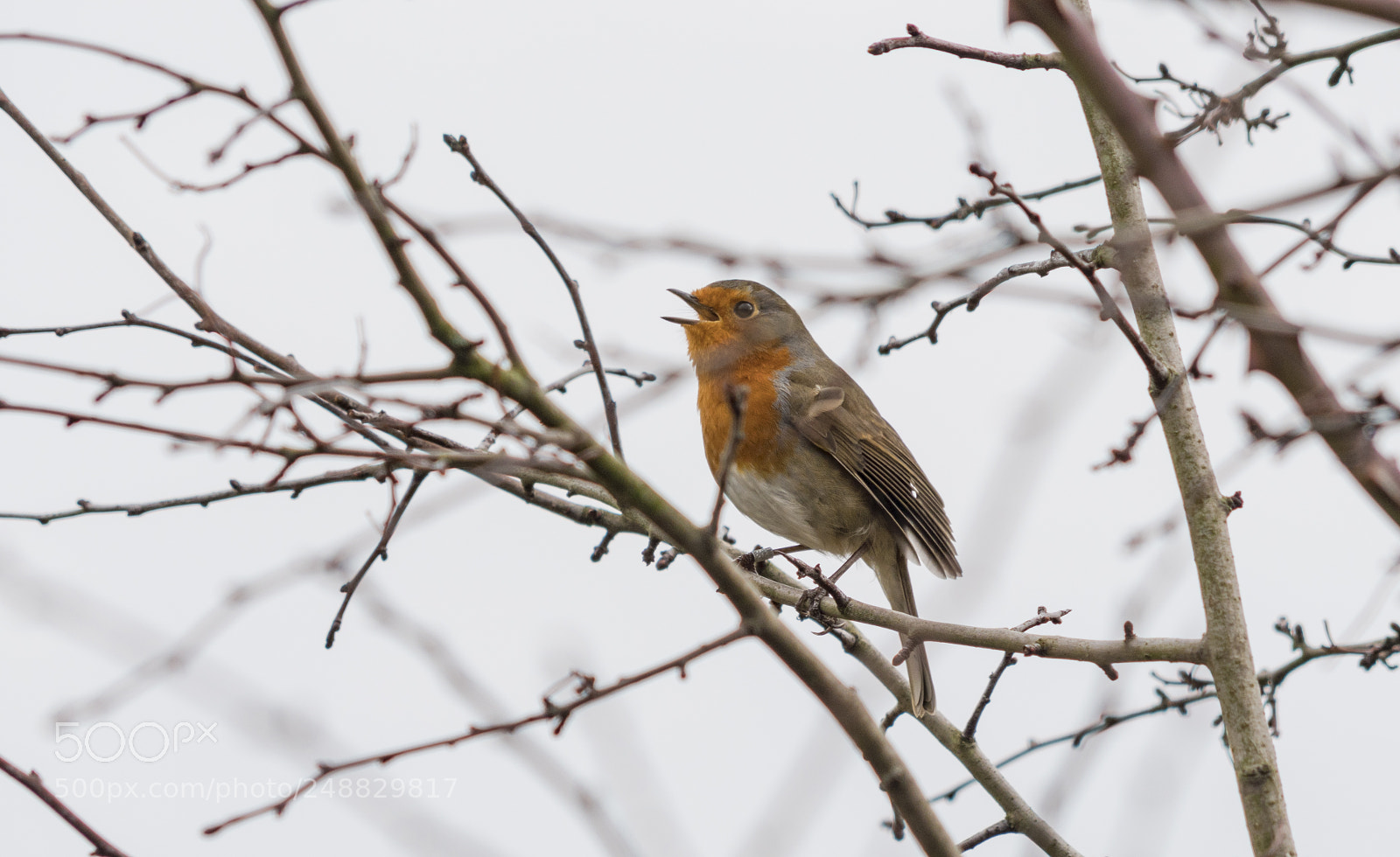 Sony a7R III sample photo. Some bird photos from photography