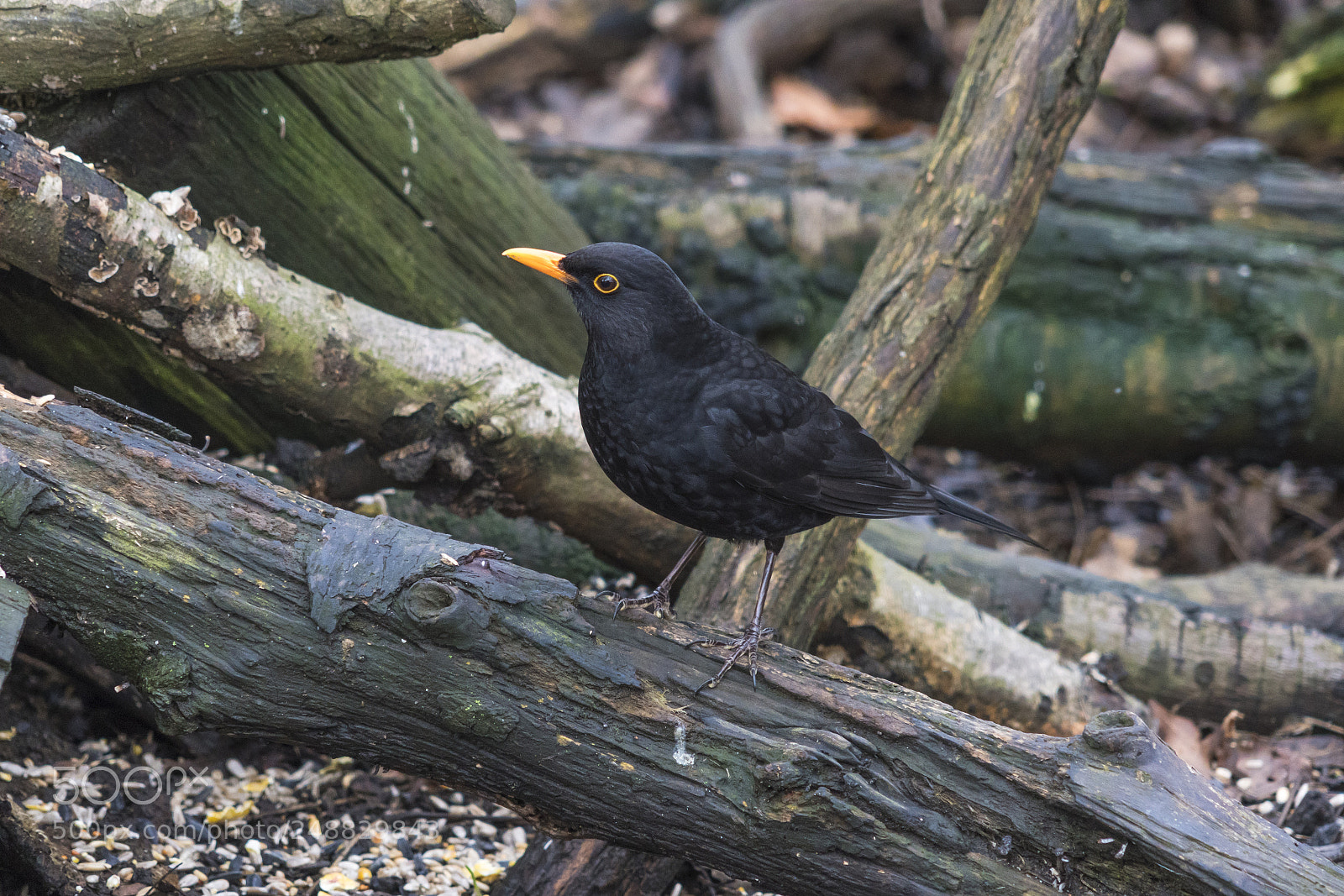 Sony a7R III sample photo. Some bird photos from photography