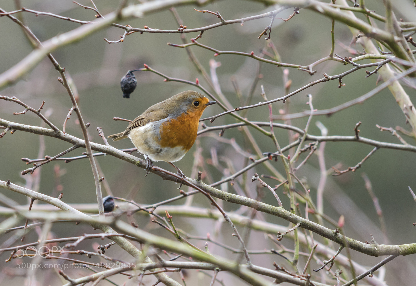Sony a7R III sample photo. Some bird photos from photography