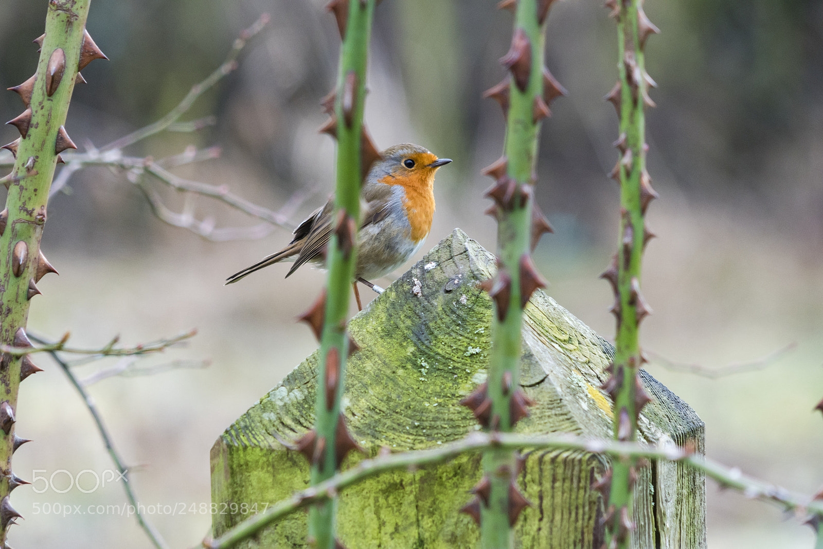 Sony a7R III sample photo. Some bird photos from photography