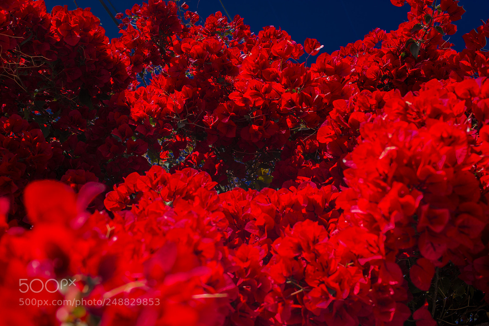 Canon EOS 600D (Rebel EOS T3i / EOS Kiss X5) sample photo. Red flower photography
