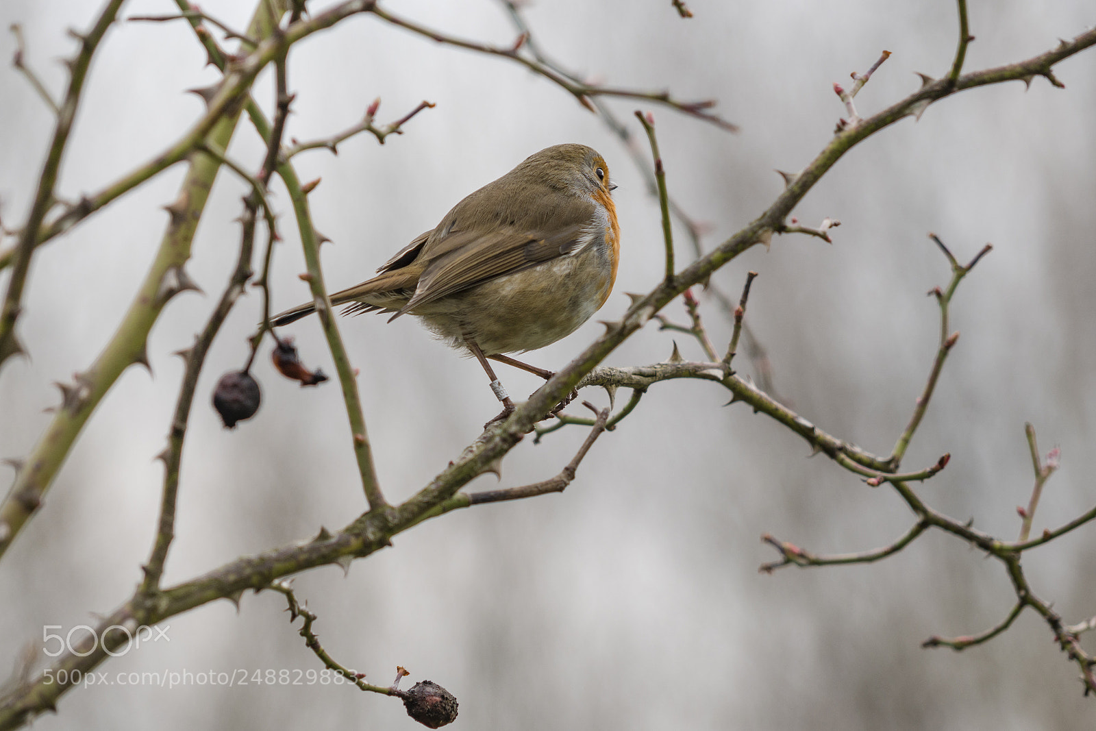 Sony a7R III sample photo. Some bird photos from photography
