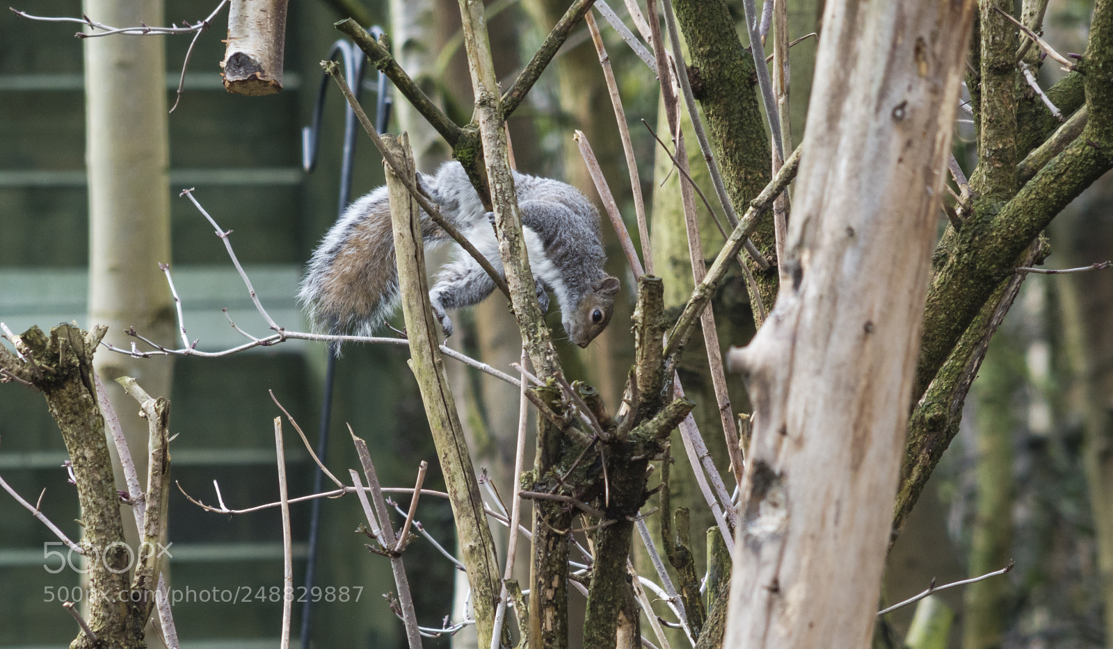 Sony a7R III sample photo. Some bird photos from photography