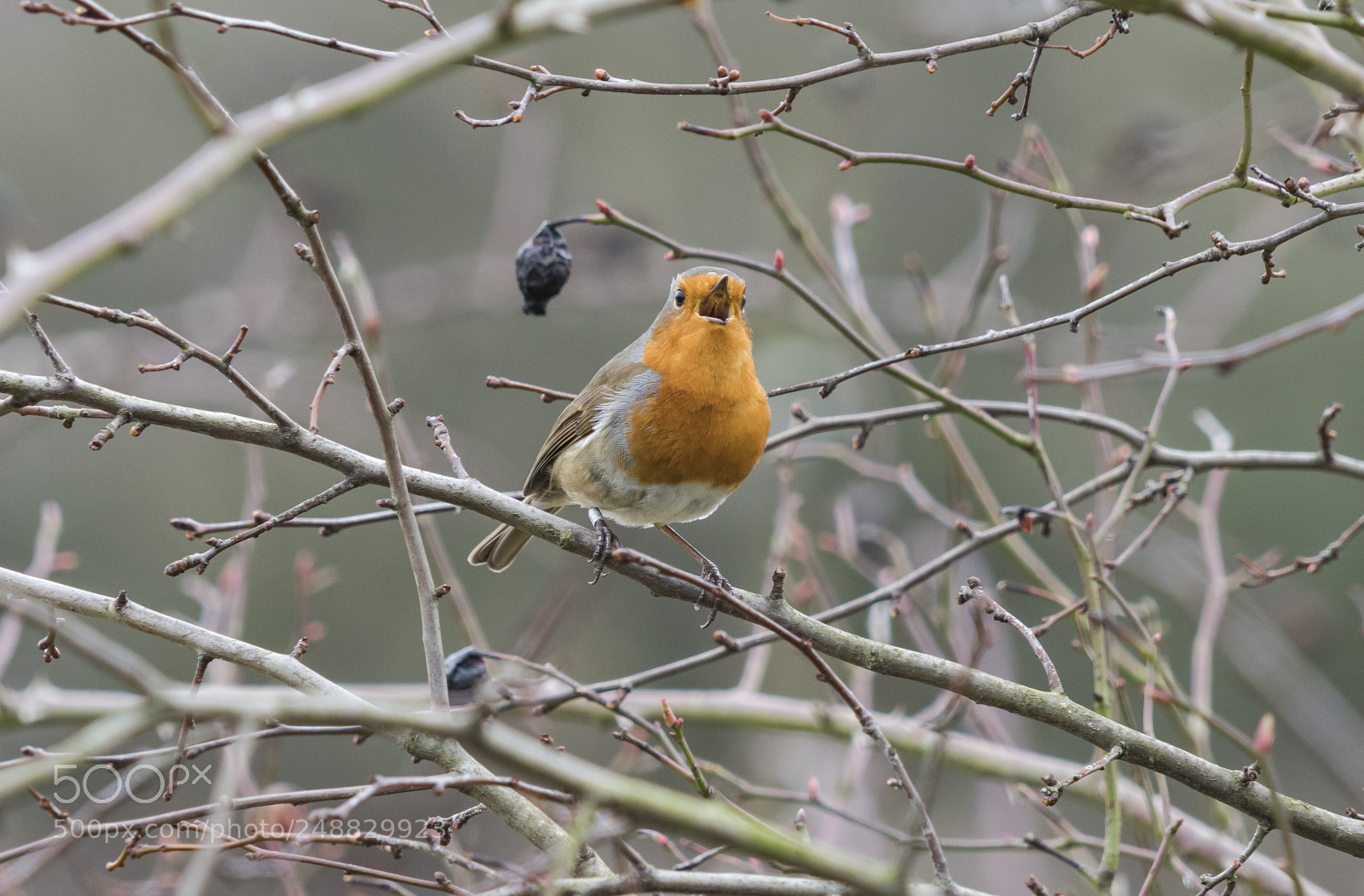 Sony a7R III sample photo. Some bird photos from photography