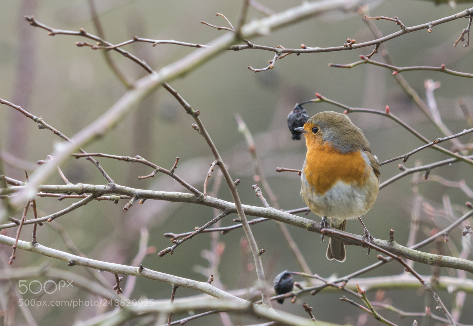 Sony a7R III sample photo. Some bird photos from photography