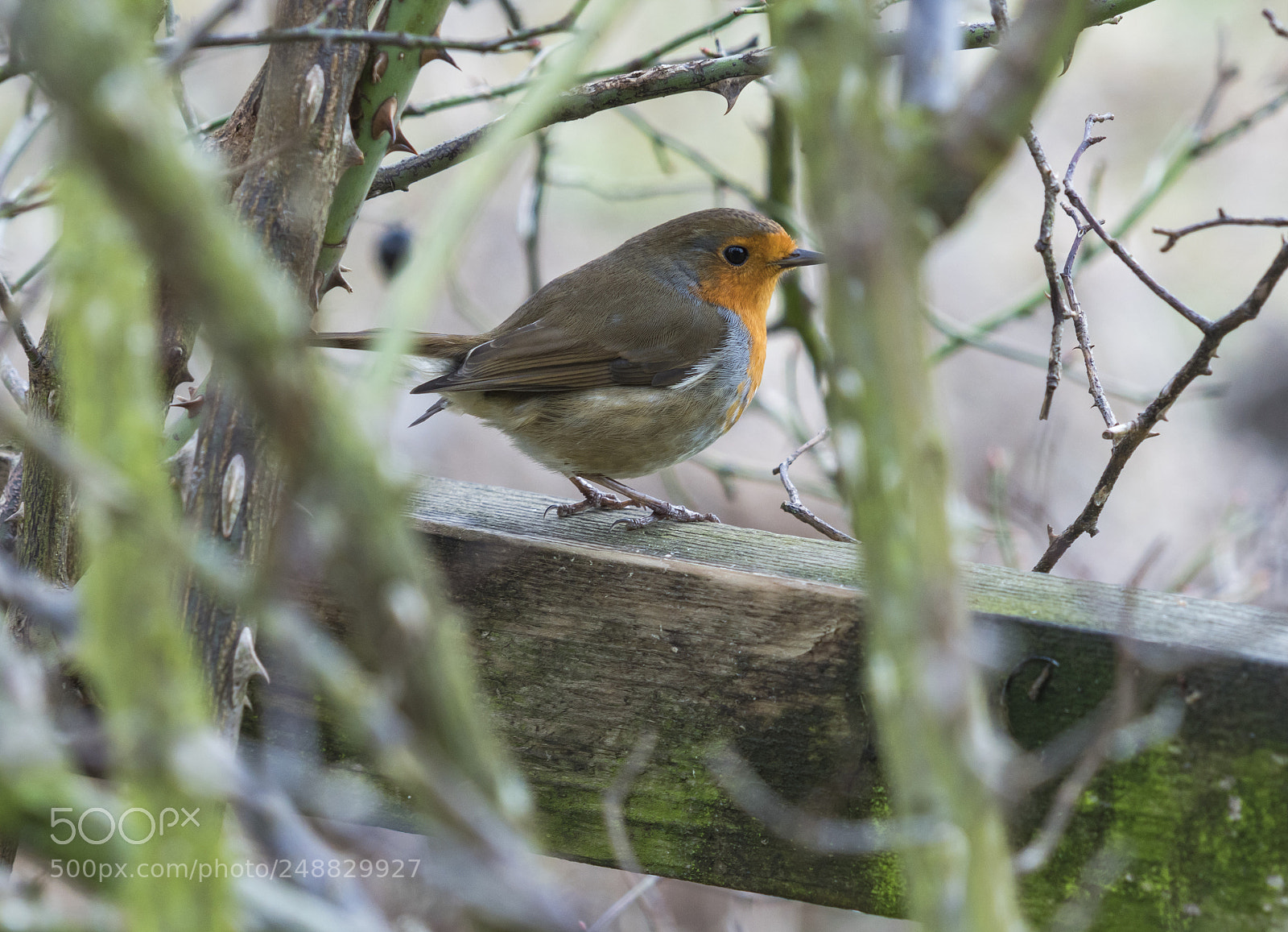 Sony a7R III sample photo. Some bird photos from photography