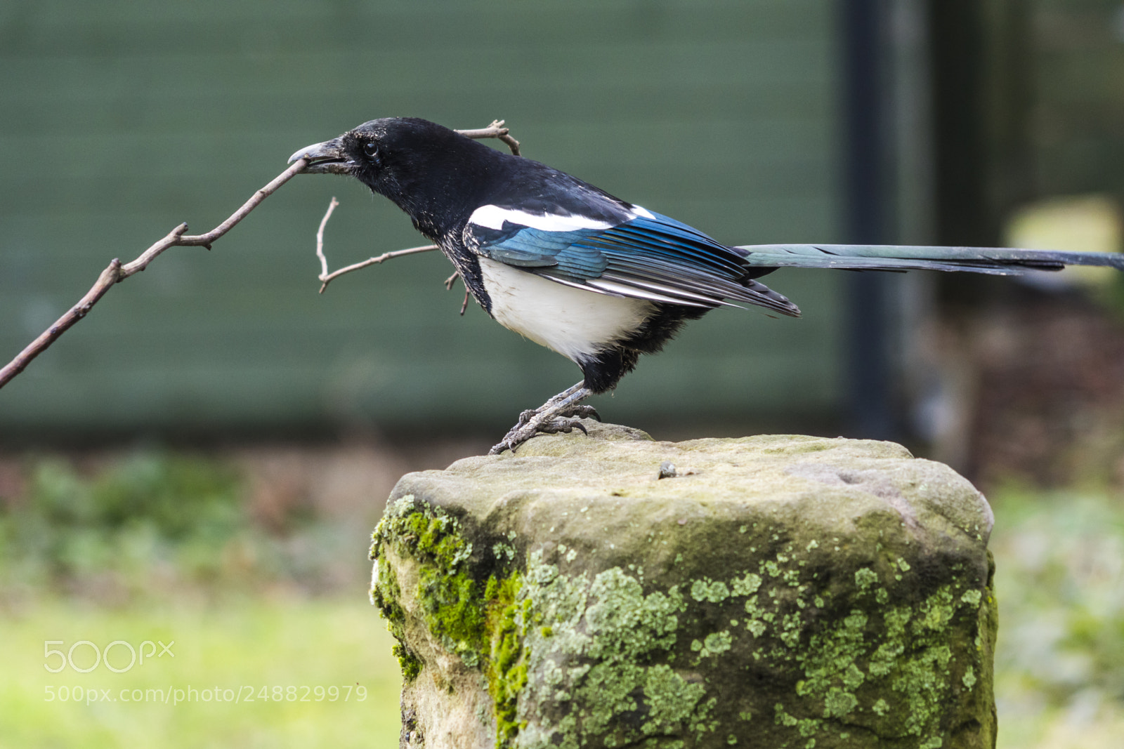Sony a7R III sample photo. Some bird photos from photography