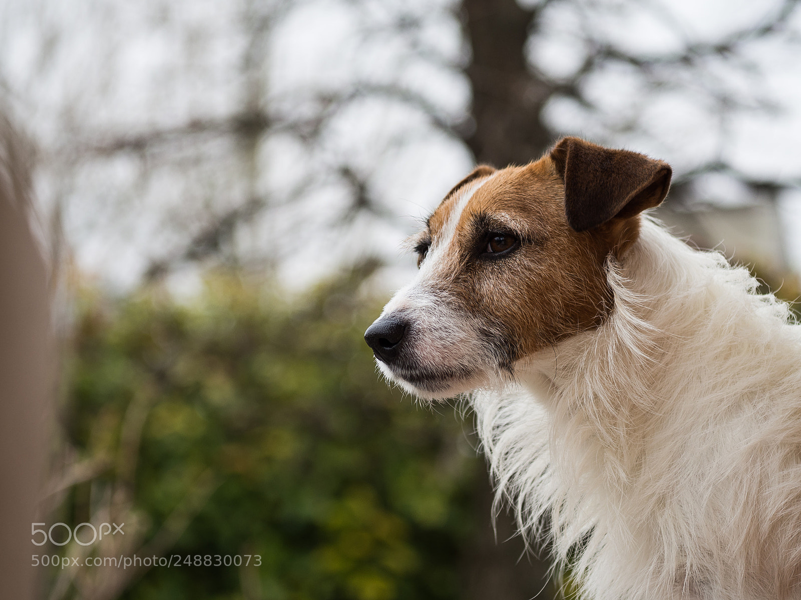 Olympus OM-D E-M10 II sample photo. Watchdog photography