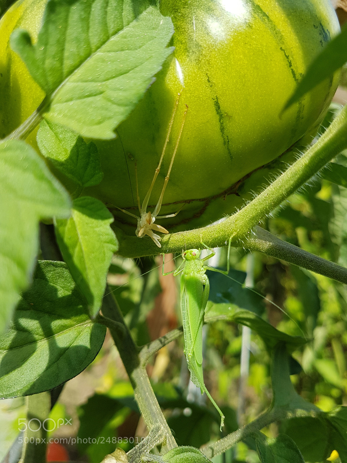 Samsung Galaxy S7 Edge sample photo. Untitled photography