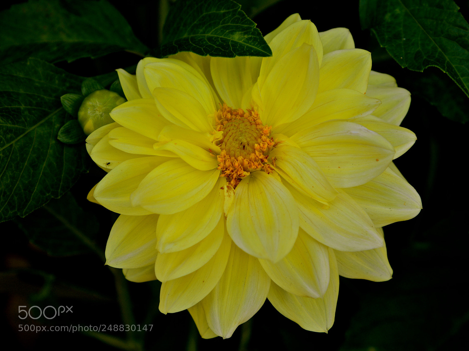 Nikon D600 sample photo. Yellow bloom photography