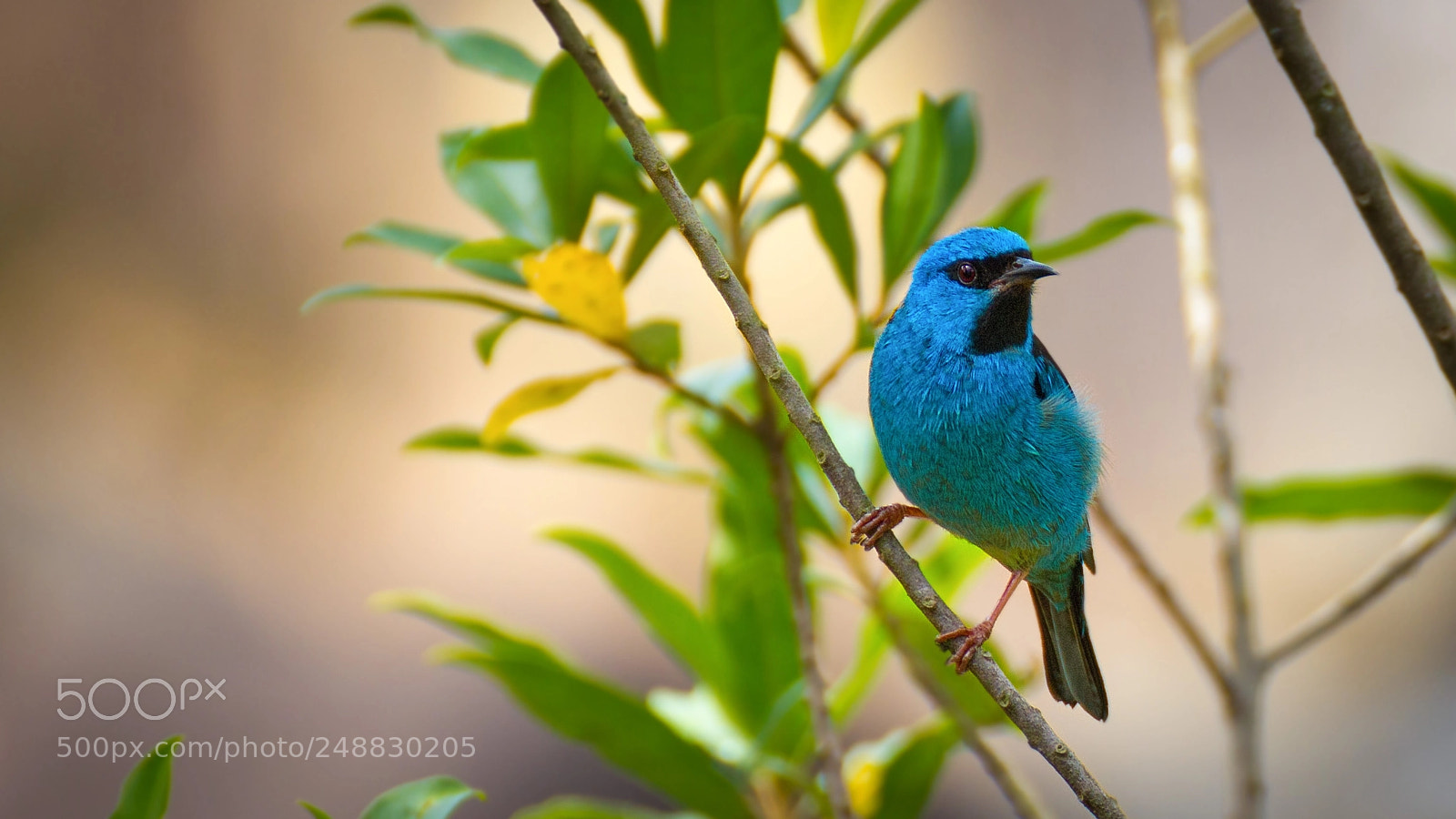 Canon EOS 550D (EOS Rebel T2i / EOS Kiss X4) sample photo. Pitpit (dacnis cayana) photography