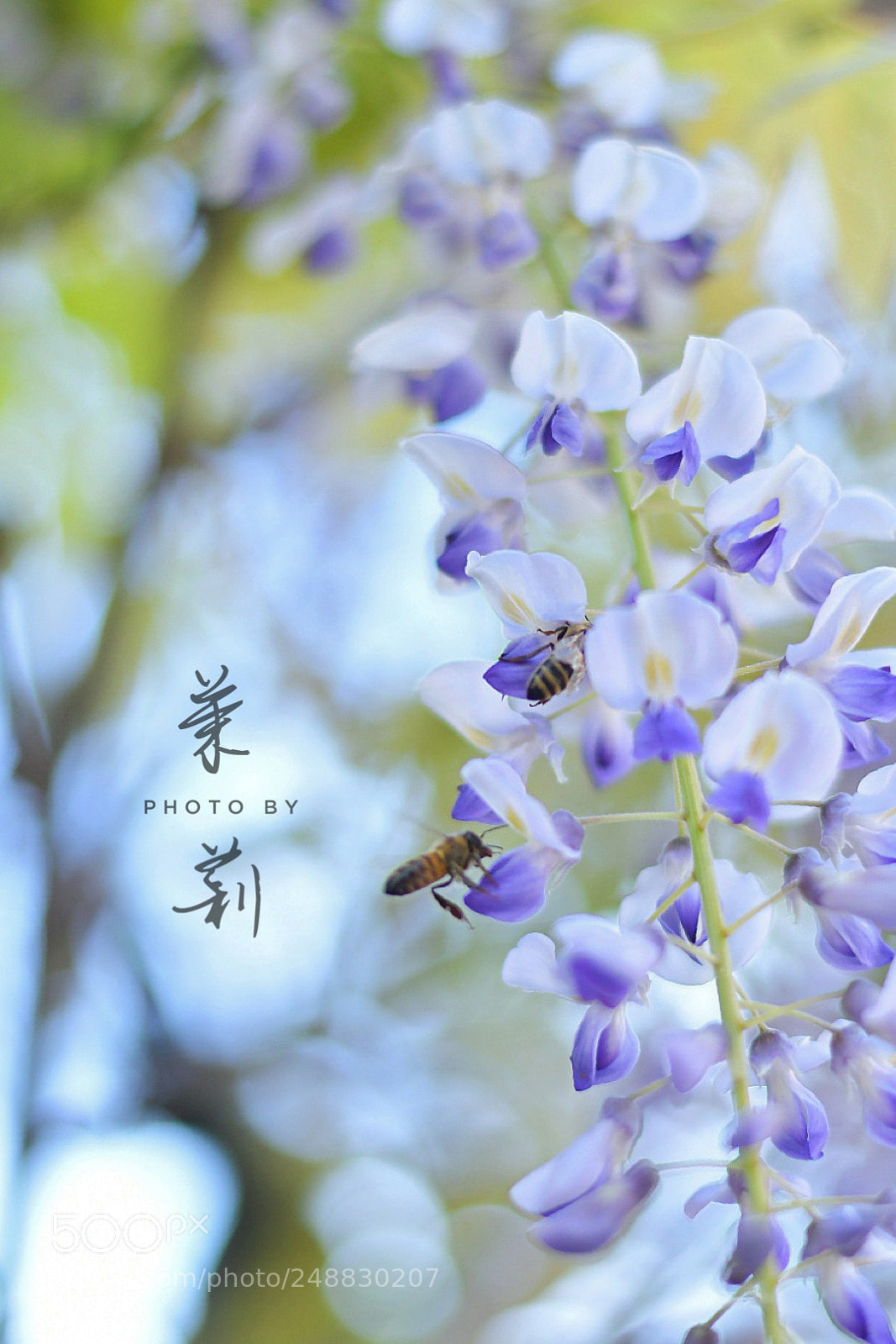 Nikon D500 sample photo. Spring blossom in the photography