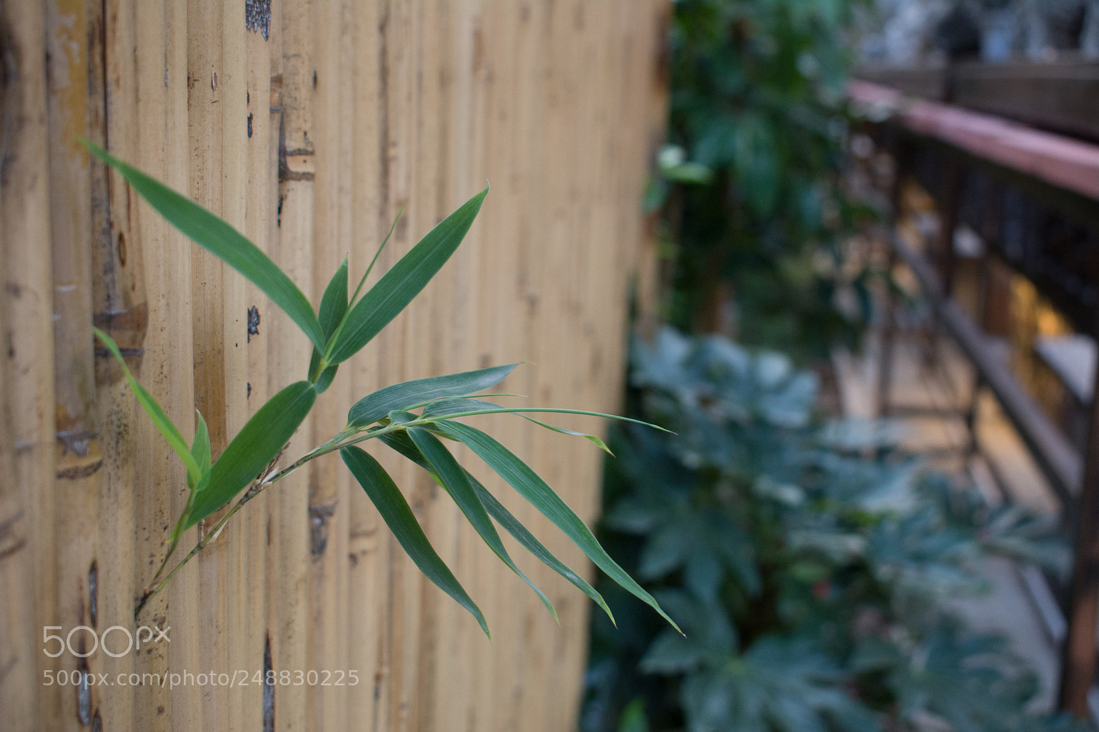 Nikon D7100 sample photo. 竹 photography