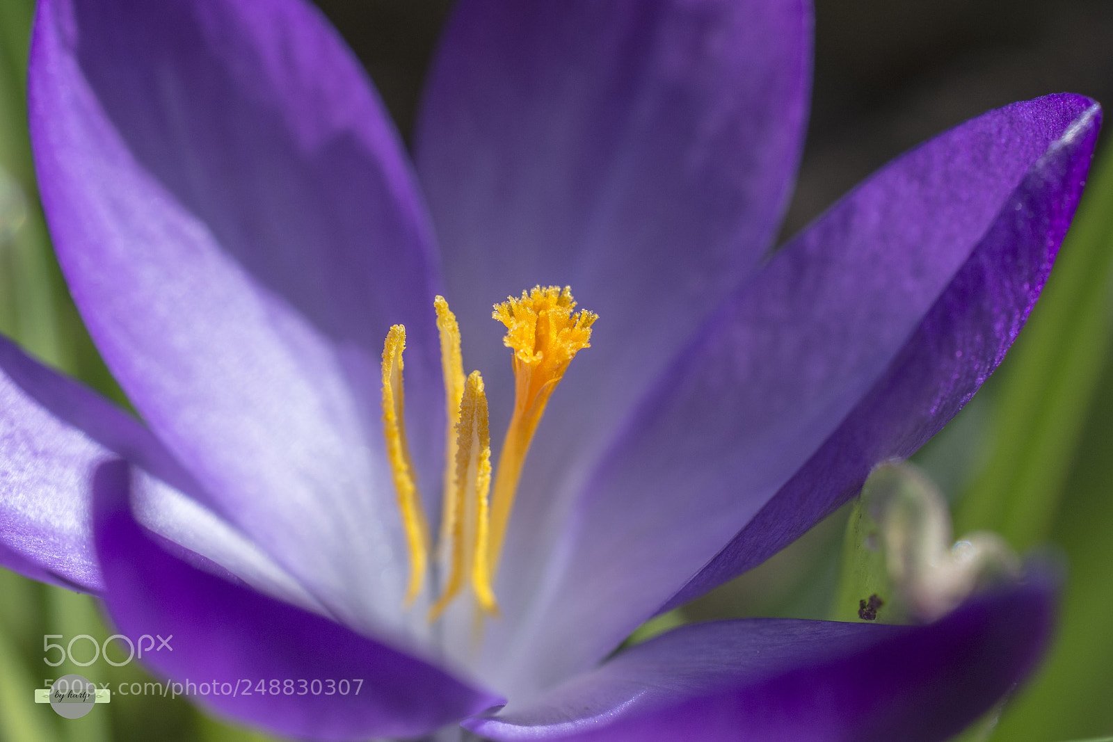 Nikon D7200 sample photo. Filigran photography