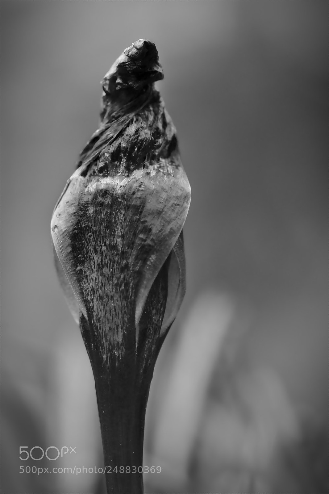 Fujifilm X-T2 sample photo. Deterioration photography