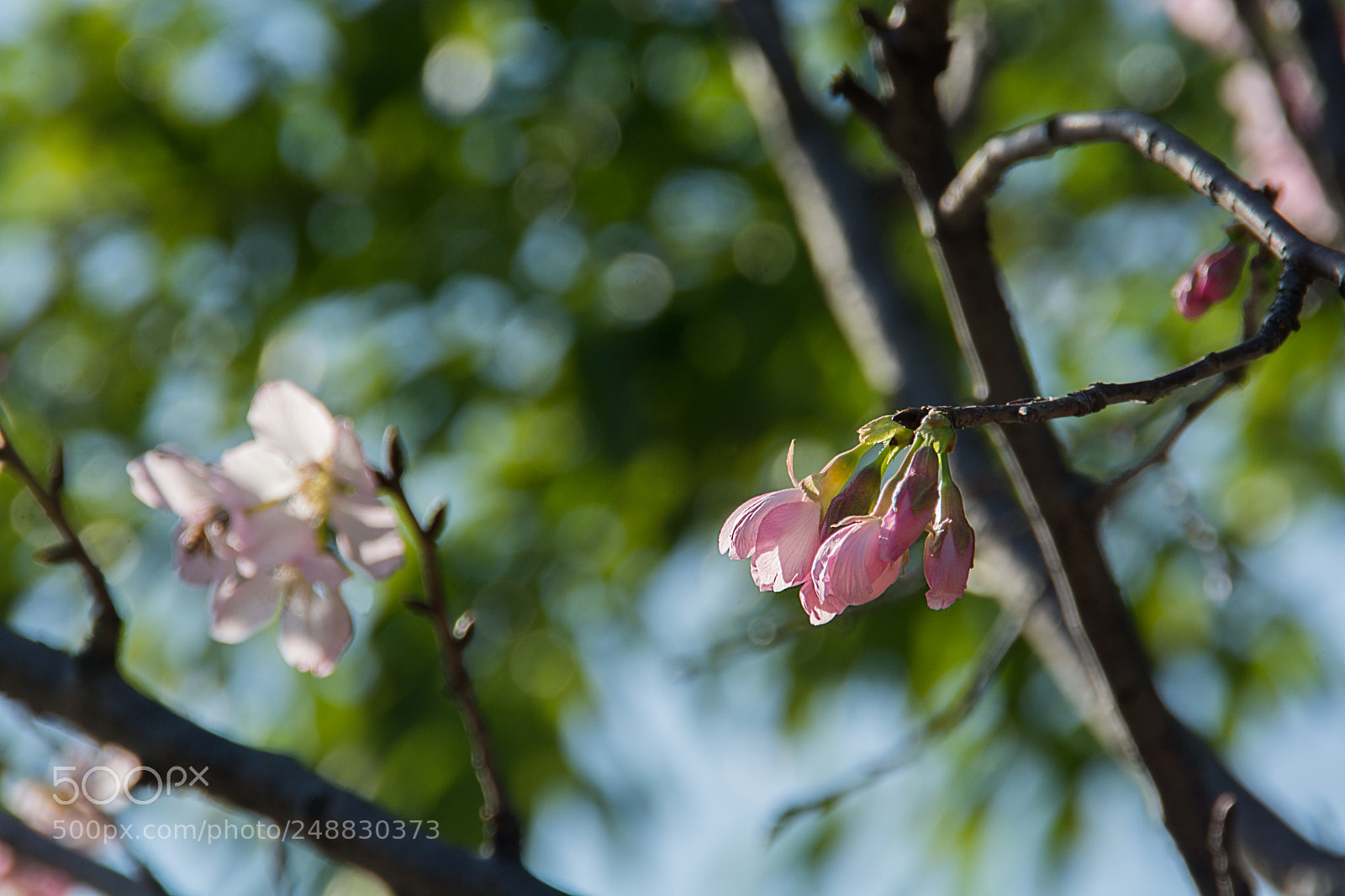 Nikon D7100 sample photo. 樱花 photography