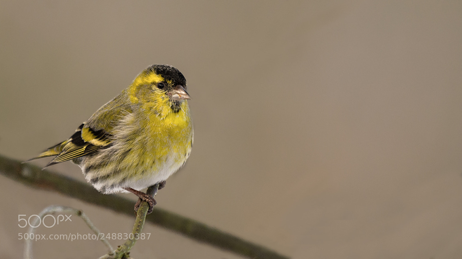 Nikon D7200 sample photo. Male siskin photography