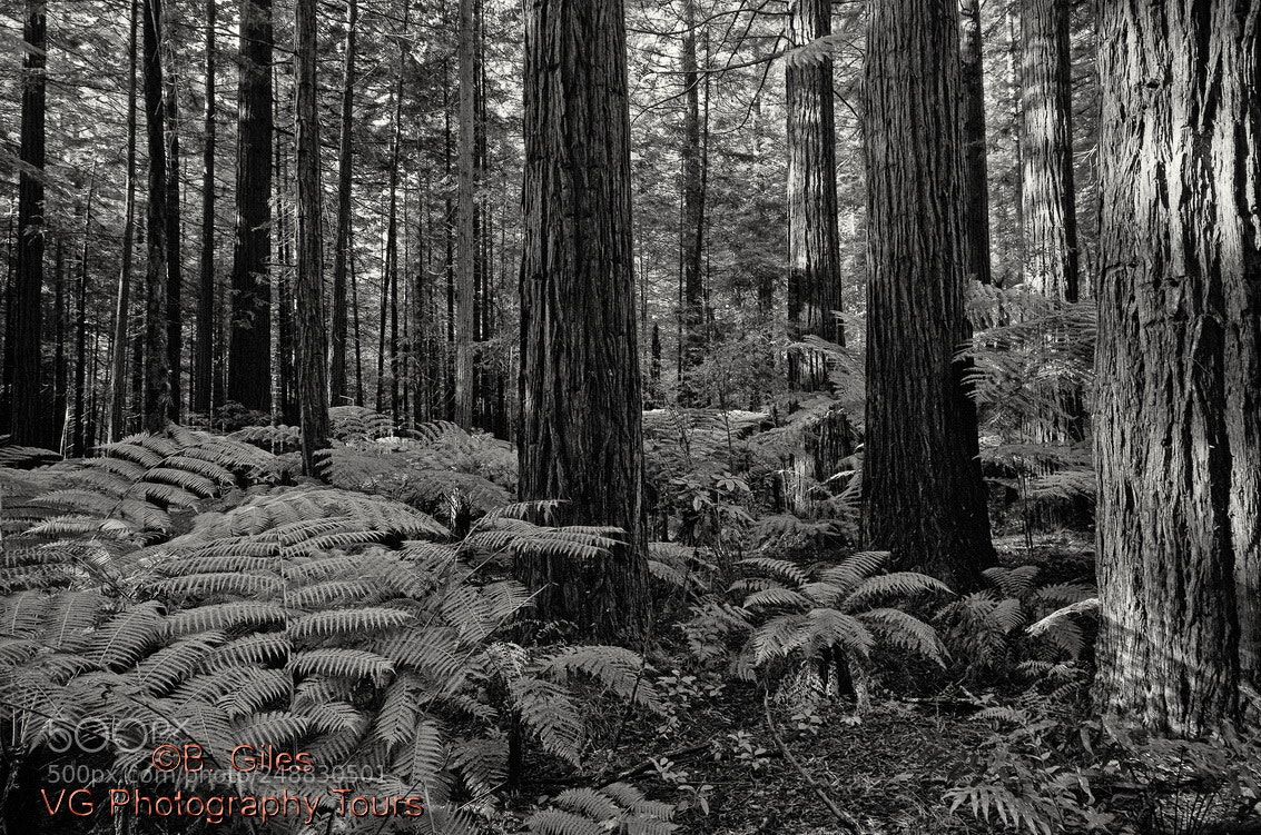 Pentax K-5 IIs sample photo. California redwoods in new photography