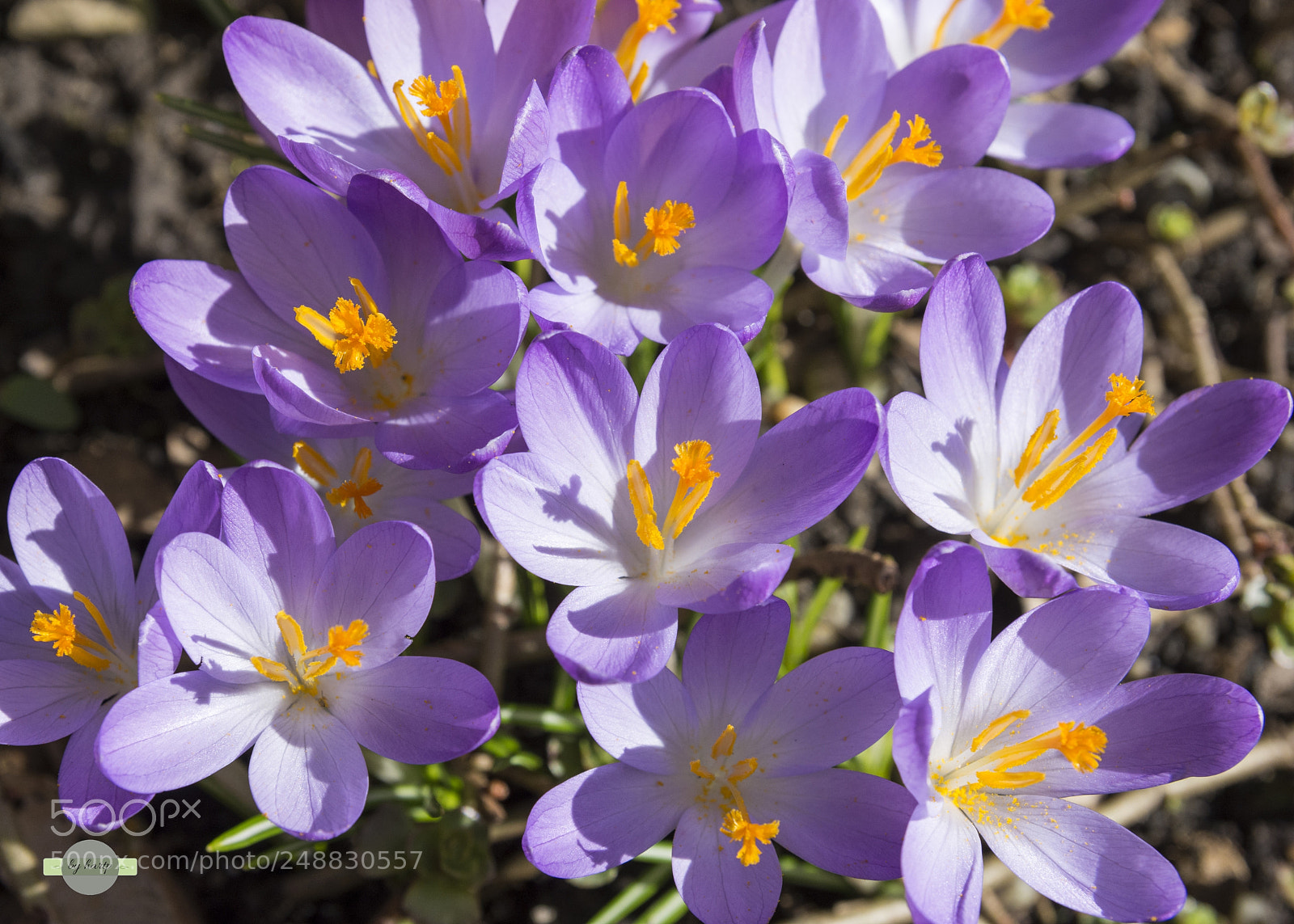 Nikon D7200 sample photo. Frühlingszeit photography