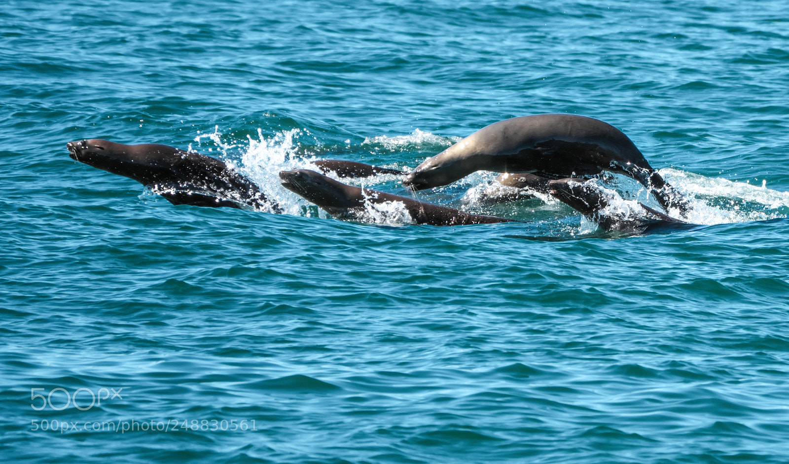 Fujifilm X-Pro2 sample photo. Moss landing 32 photography