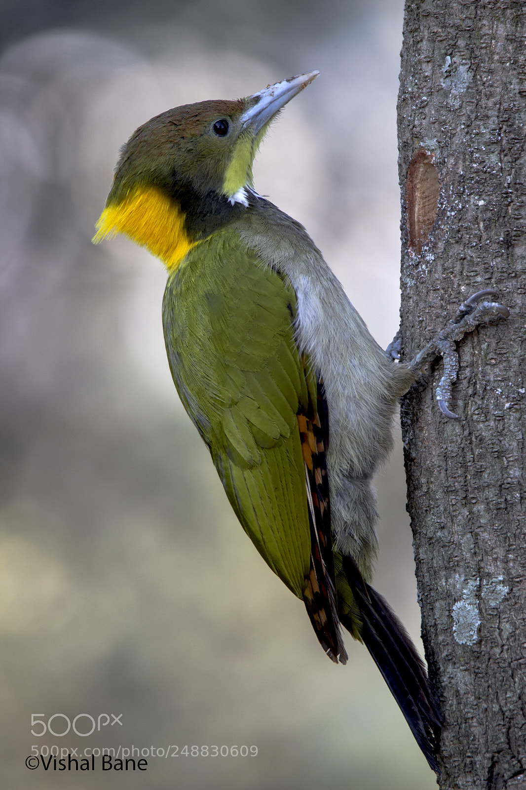 Canon EOS 600D (Rebel EOS T3i / EOS Kiss X5) sample photo. Greater yellownape woodpecker photography