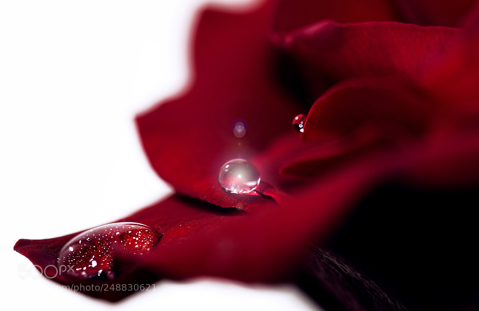 Nikon D7000 sample photo. Rose and droplets photography