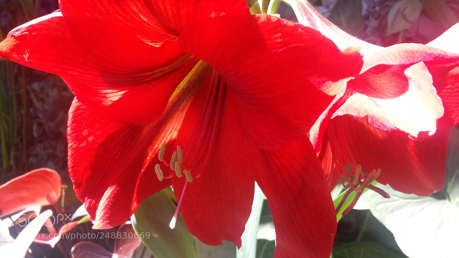 Samsung Galaxy S4 sample photo. Untitled photography
