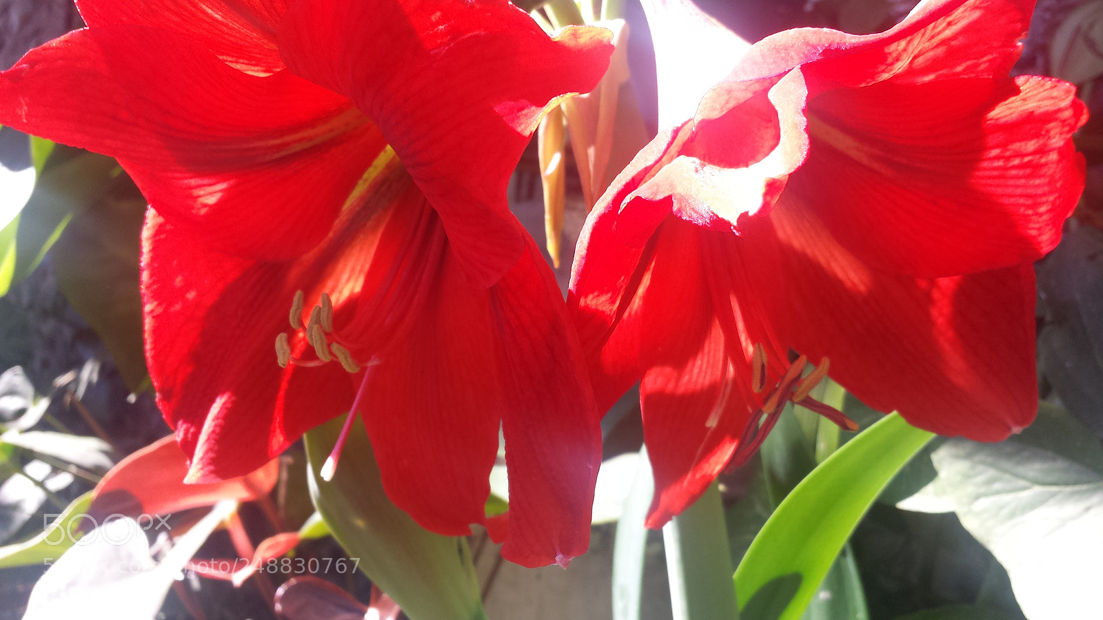 Samsung Galaxy S4 sample photo. Untitled photography