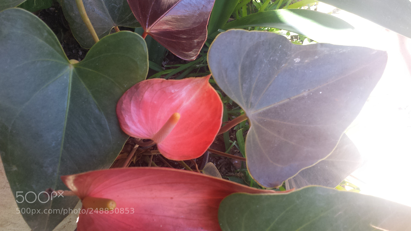 Samsung Galaxy S4 sample photo. Untitled photography