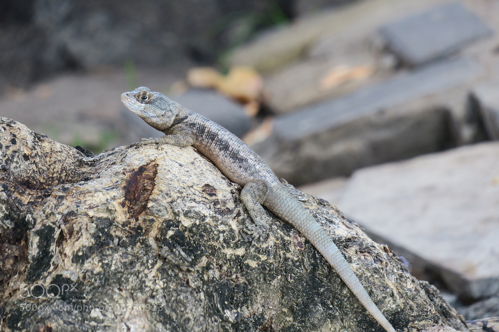 Canon PowerShot G3 X sample photo. Lizard 4664 photography