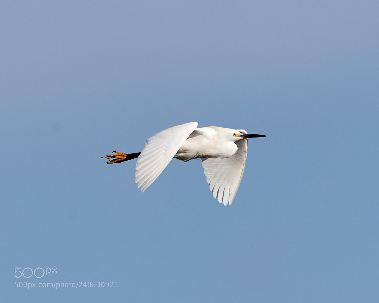 Canon EOS-1D X Mark II sample photo. 03-10-18-0006928.jpg photography